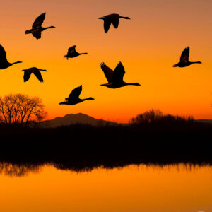 Birds